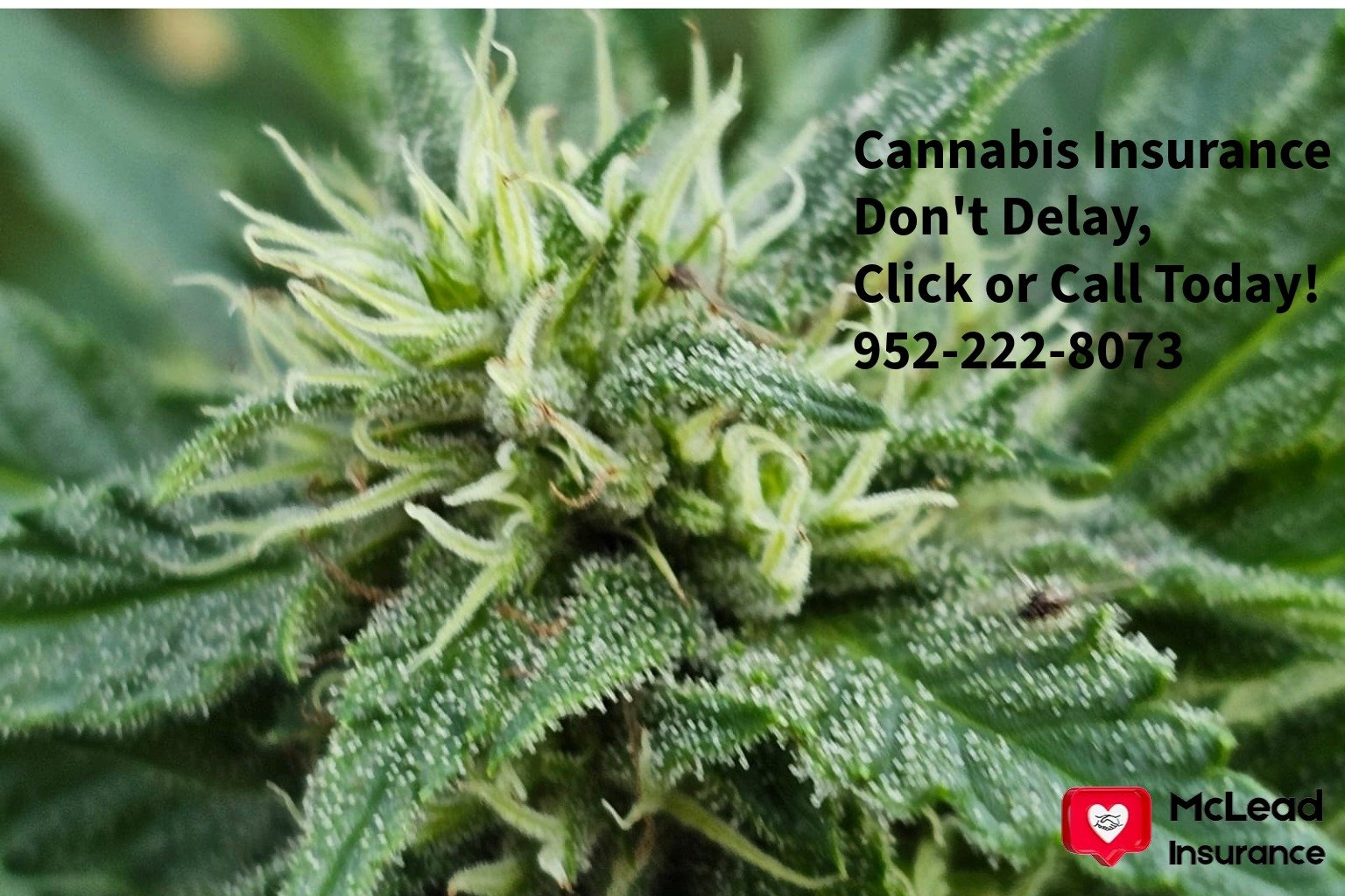 Cannabis Insurance in Minnesota