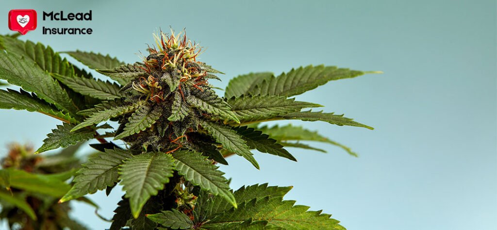 Cannabis Insurance in Minnesota